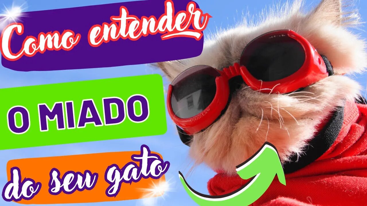 Como entender o miado do seu gato