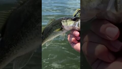 BASS on the flipping jig!