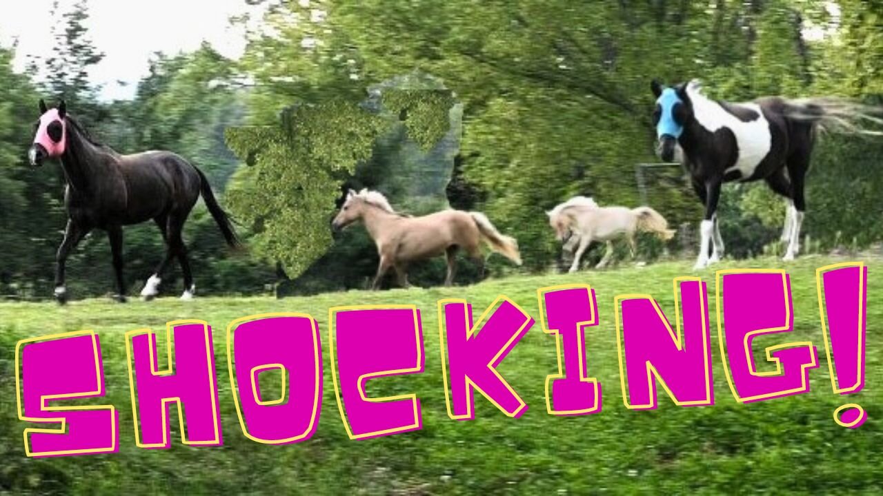 You Won't Believe What Our Horses Do Now!