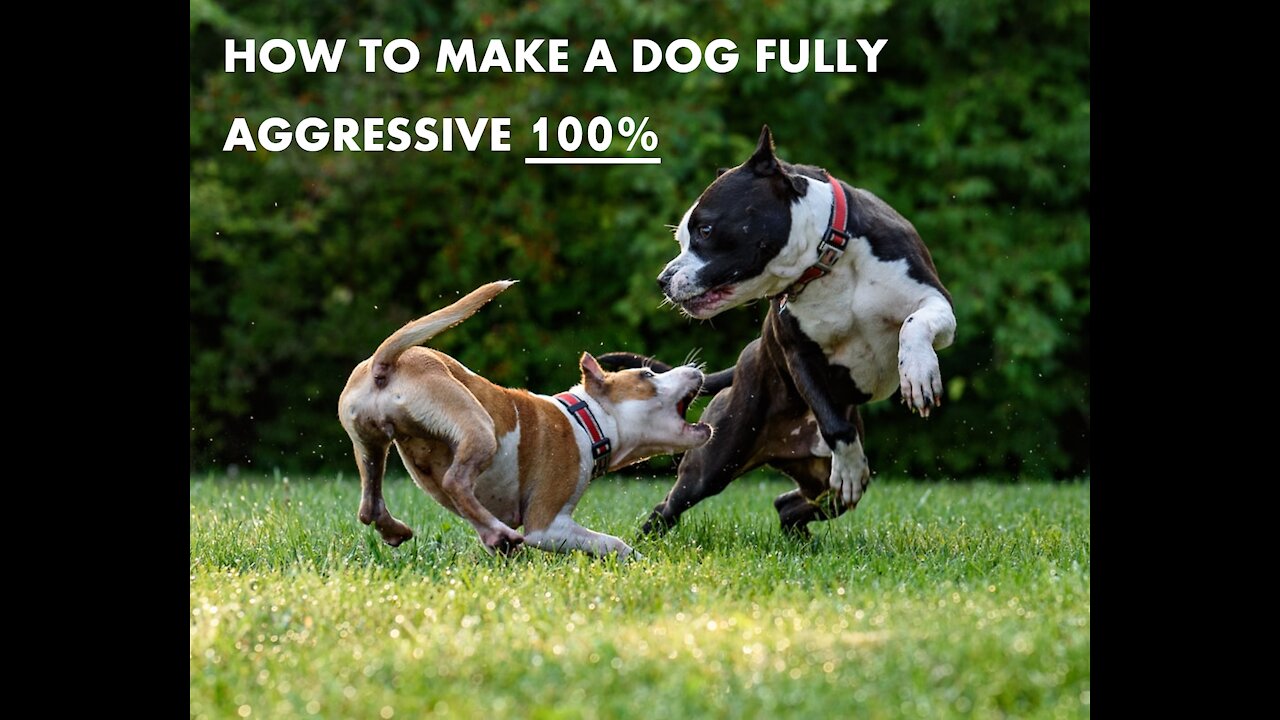 How To Make Dog Become Aggressive With Few Simple Tips