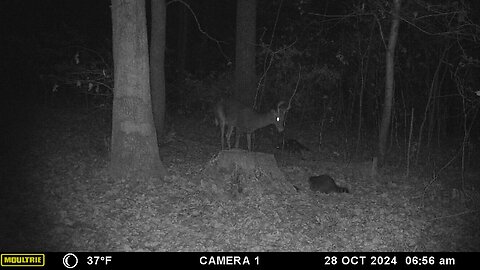 Deer and coon friends