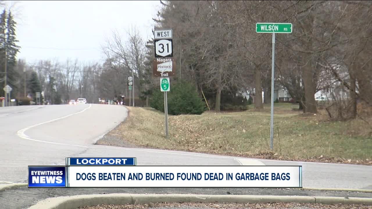 Dogs beaten and burned, found dead in garbage bags