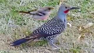 IECV NV #137 - 👀 House Sparrow Flying By And A Northern Flicker Picking The Ground 2-14-2016