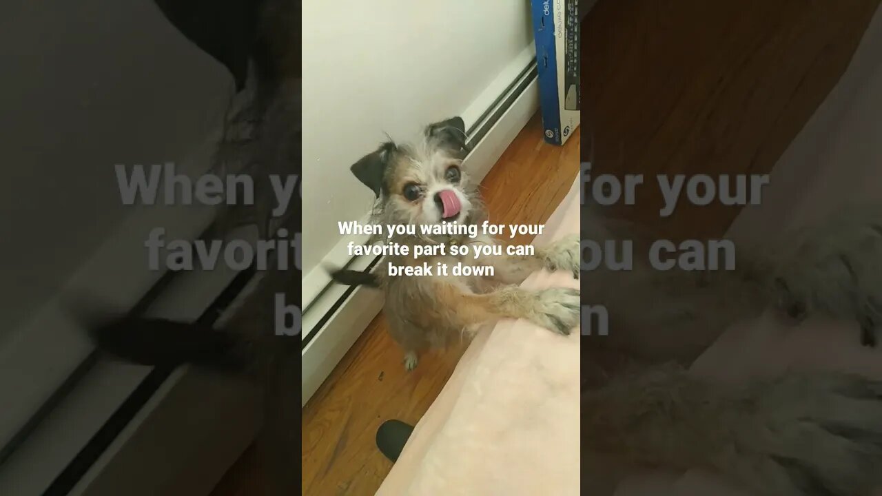 πΊπ½ππΎ Just Beat It #rocket #dog #dogs #simdivaplayz
