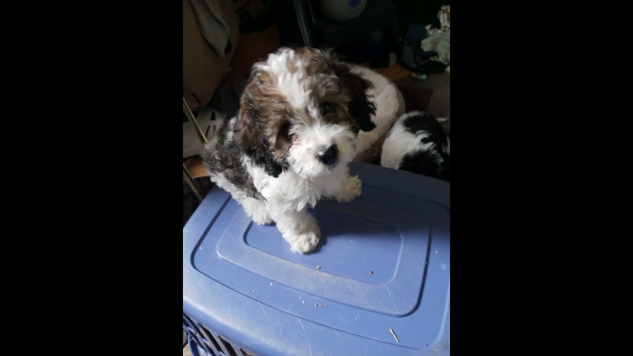 Our whole gang being too cute! Cava/Cockapoo.. mostly King Charles..