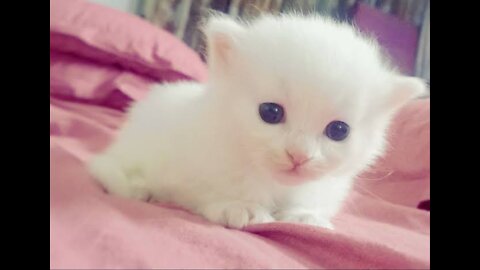 New born baby cat learning how to walk