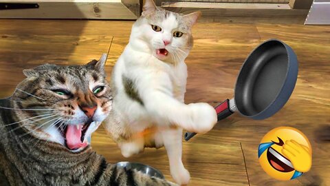 Best Funny Animal Videos Of The 2022 🤣 - Funniest Cats And Dogs Videos 😺😍