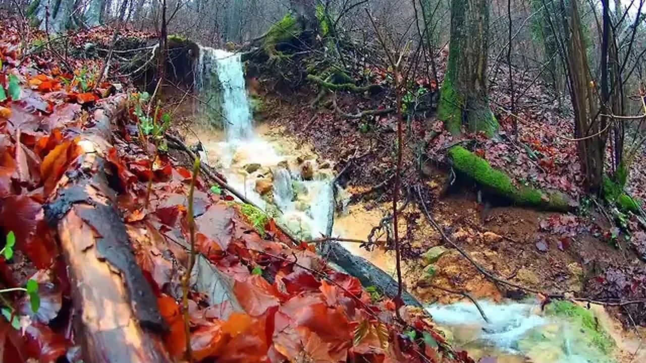 Waterfall in the Forest