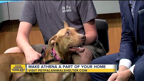 Pet of the week: 2-year-old Athena is a large dog ready to be pampered by a family