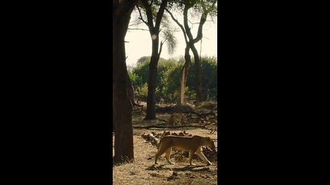 Lions keep close eye on intruding Elephants!