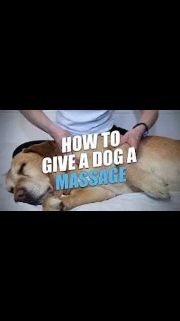 Dog Lying On Bed While Getting A Massage video