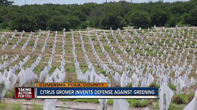 Polk citrus growers invent design to protect orange trees