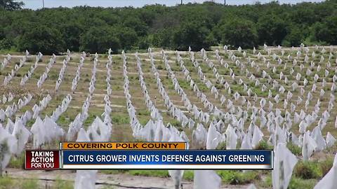 Polk citrus growers invent design to protect orange trees