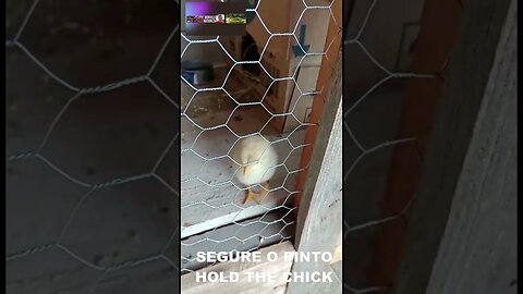 PINTO FUJÃO, SEGURE O PINTO SEU MOÇO - - FUJÃO CHICK, HOLD THE CHICK YOU MAN #shorts
