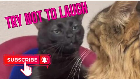 Funny animals videos cute&kittens Viral