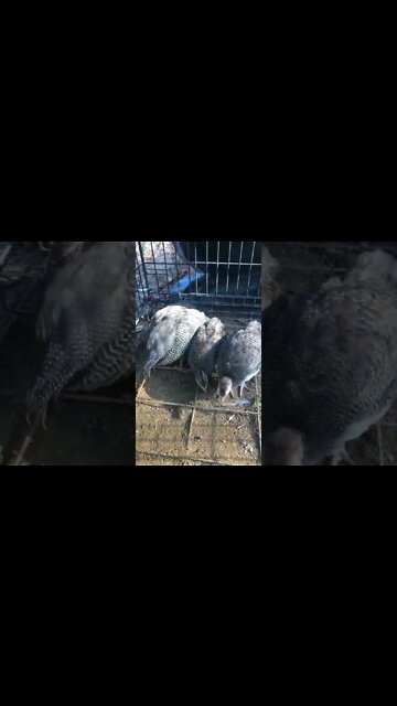 Chirpy baby Guinea fowl