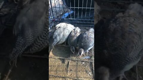 Chirpy baby Guinea fowl