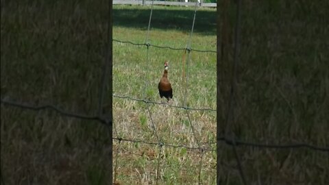 Why do they call them Whistling Ducks? I'll let her tell you.