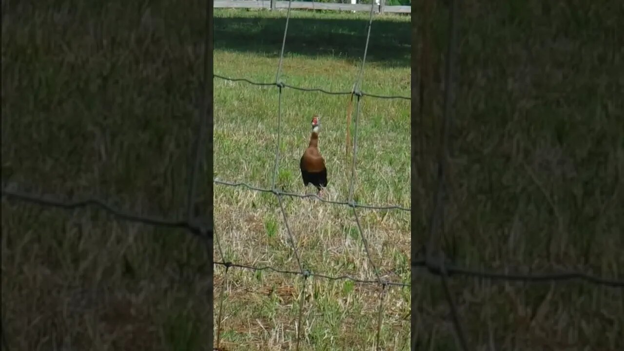 Why do they call them Whistling Ducks? I'll let her tell you.