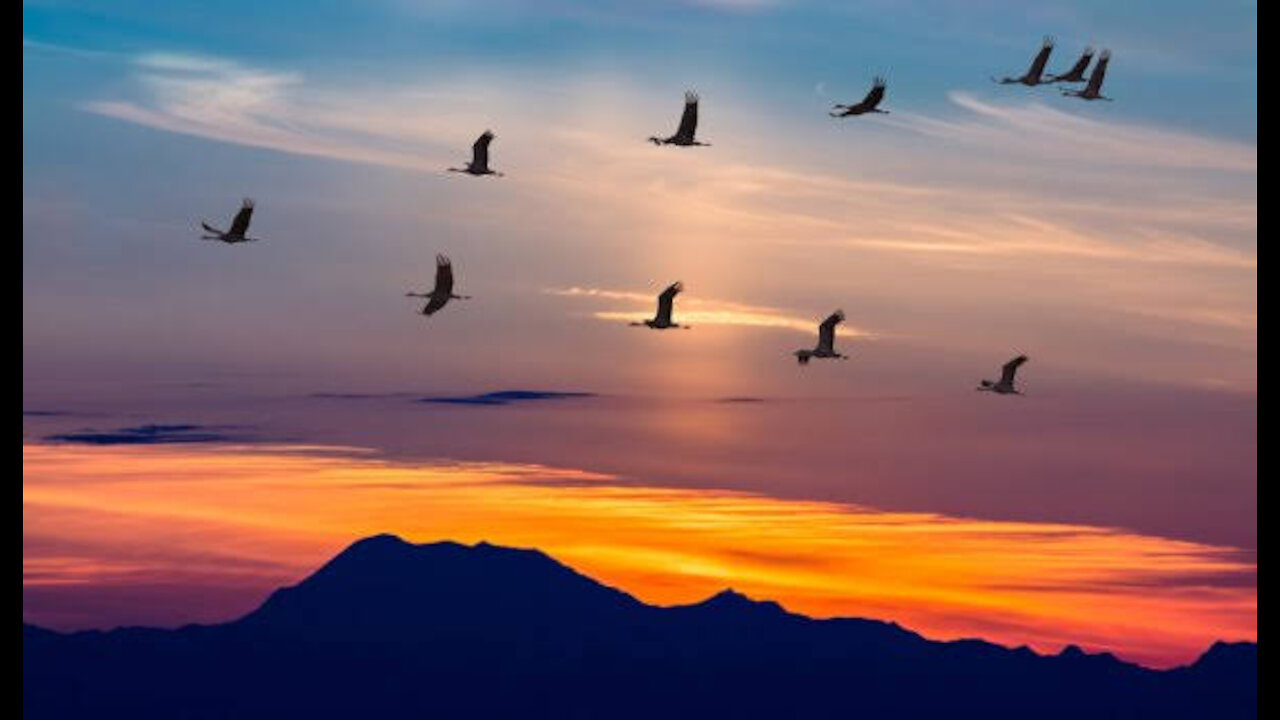 Group of little birds flying in the sky