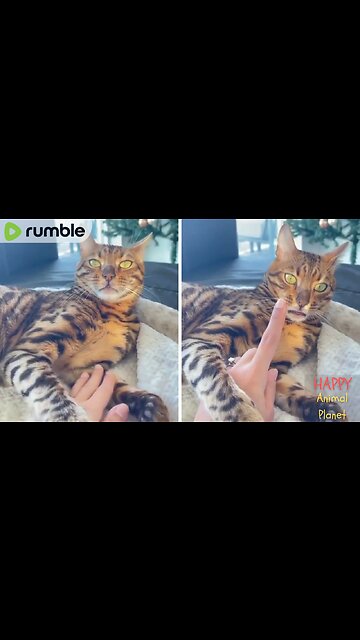 Funny and Cute Cat | Gotta bite something 😂😂❤️