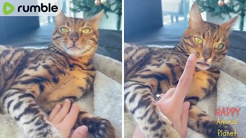 Funny and Cute Cat | Gotta bite something 😂😂❤️