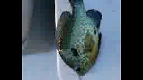 9 inch research bream aka shellcracker