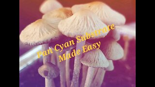 Panaeolus Cyanescencs Substrate Made easy