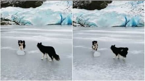 Hund som är redo för ett lag i Vinterolympiadens curlingtävling!