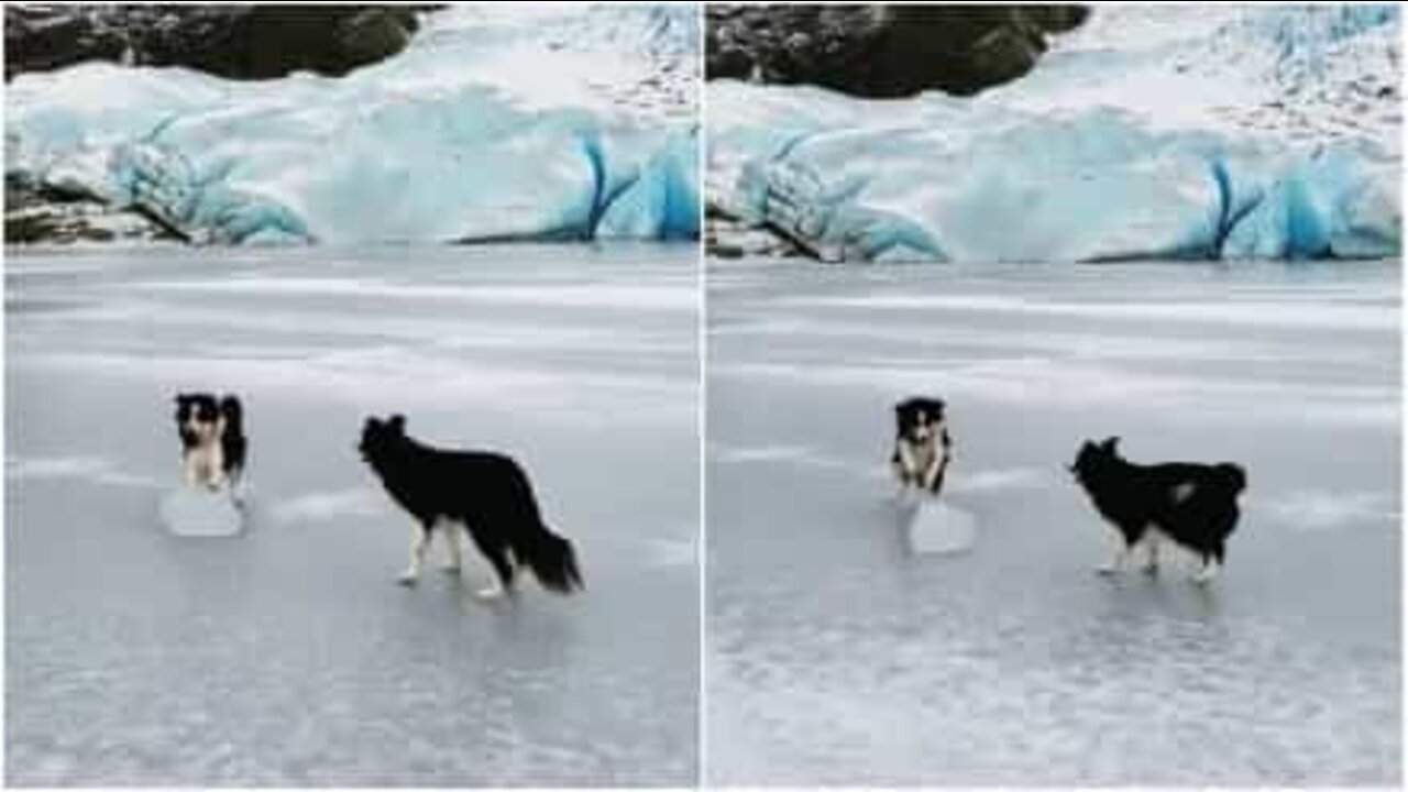 Hund som är redo för ett lag i Vinterolympiadens curlingtävling!