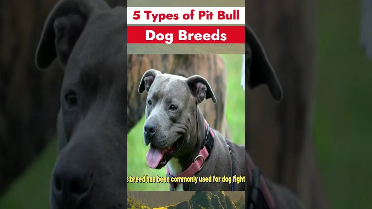 5 Popular PITBULL Breeds | Pitbull Types 2023