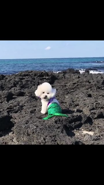 Bichon Frise humorously transforms into a mermaid