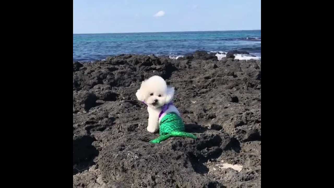 Bichon Frise humorously transforms into a mermaid