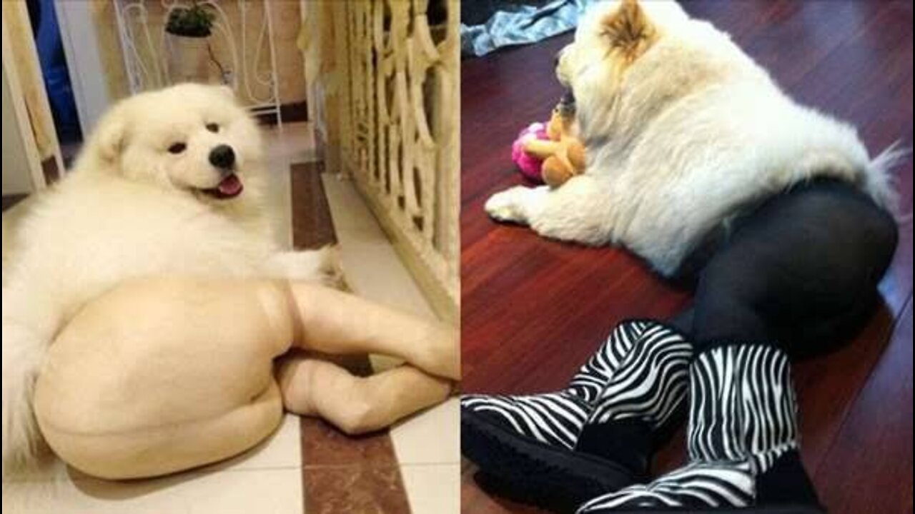 Baby Dogs ❤️ Cute and Funny Dog Videos Compilation
