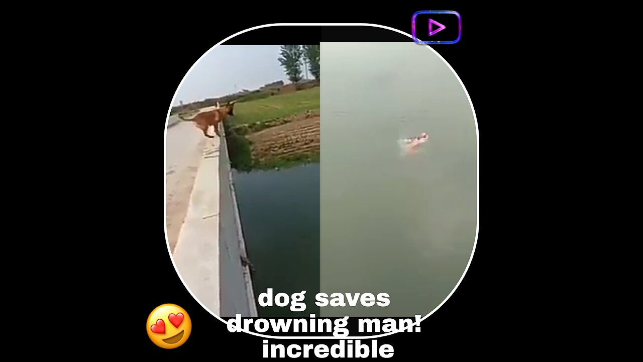 dog saves drowning man! incredible