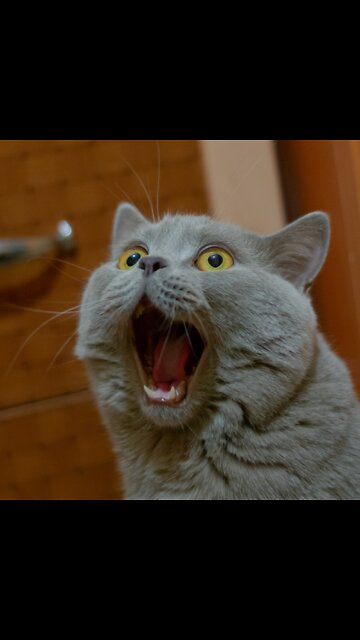 Oh no you didn’t. Oh yes I did. This is hilarious. 😂😂