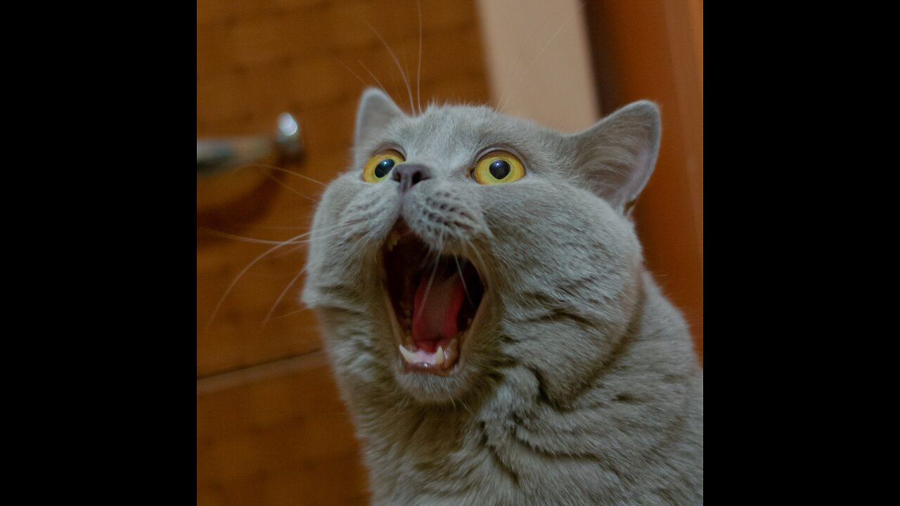 Oh no you didn’t. Oh yes I did. This is hilarious. 😂😂