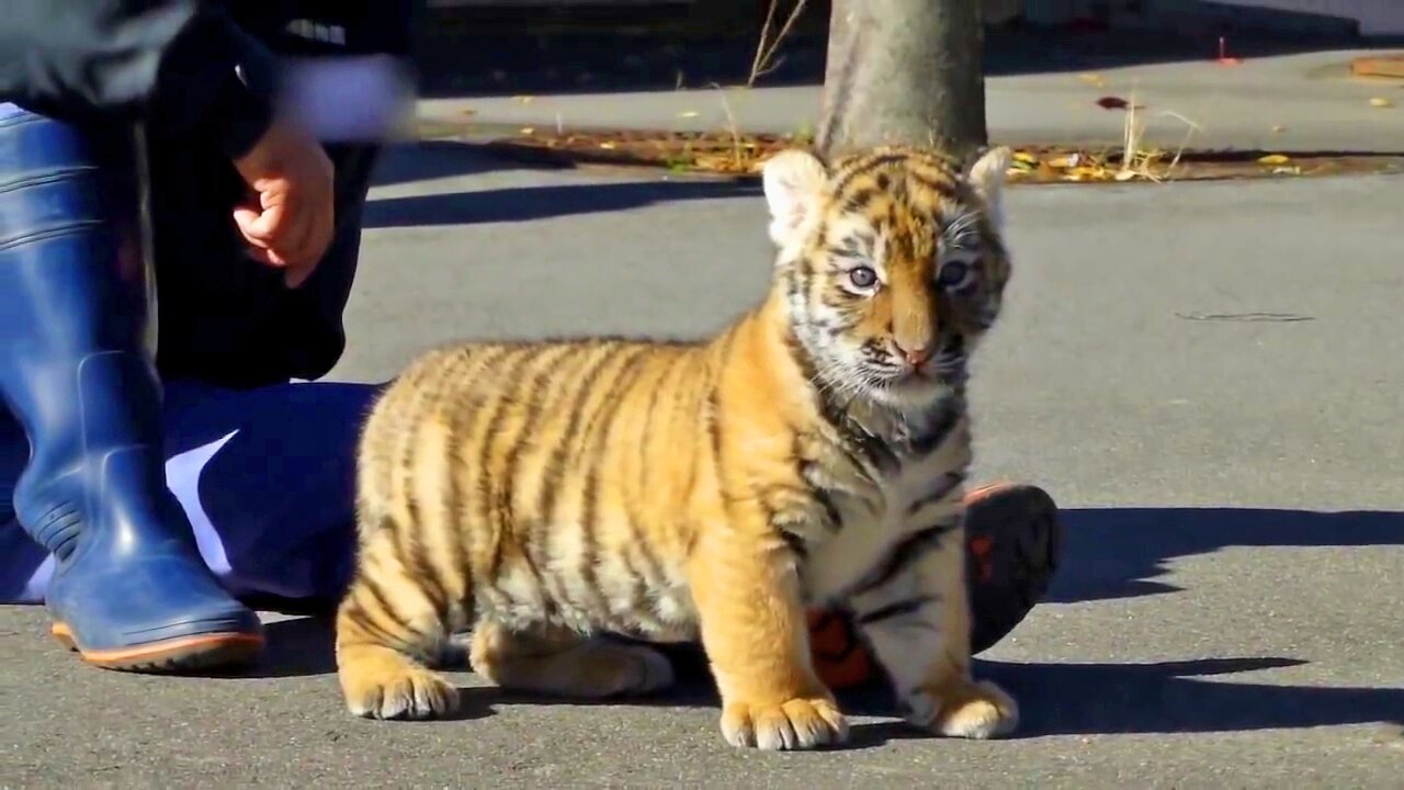 Baby Tiger Playing Outside for The First Time.