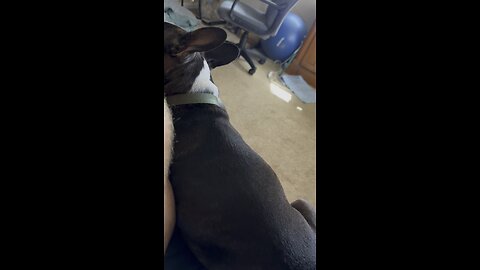Hercules Update 4 #FYP #Hercules #Frenchton #NSAID #Pray #Poison #AdvilPM #mansbestfriend