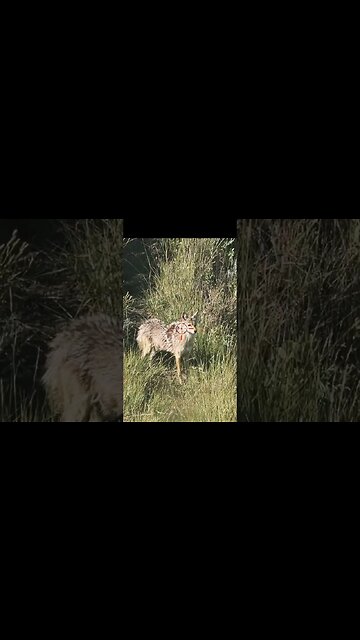 Hunting Coyotes #shorts #dog #animals #hunter #192