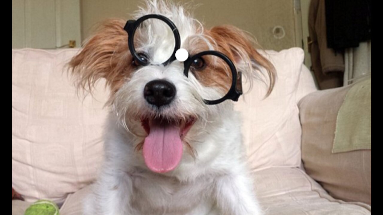 Your daily dose of Ginny pet clips! Which clip is your favorite ?