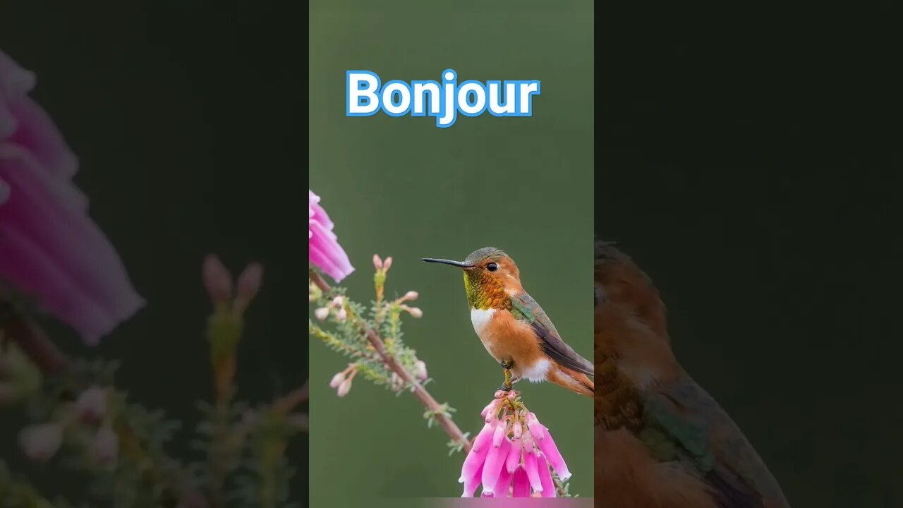 Bonjour.