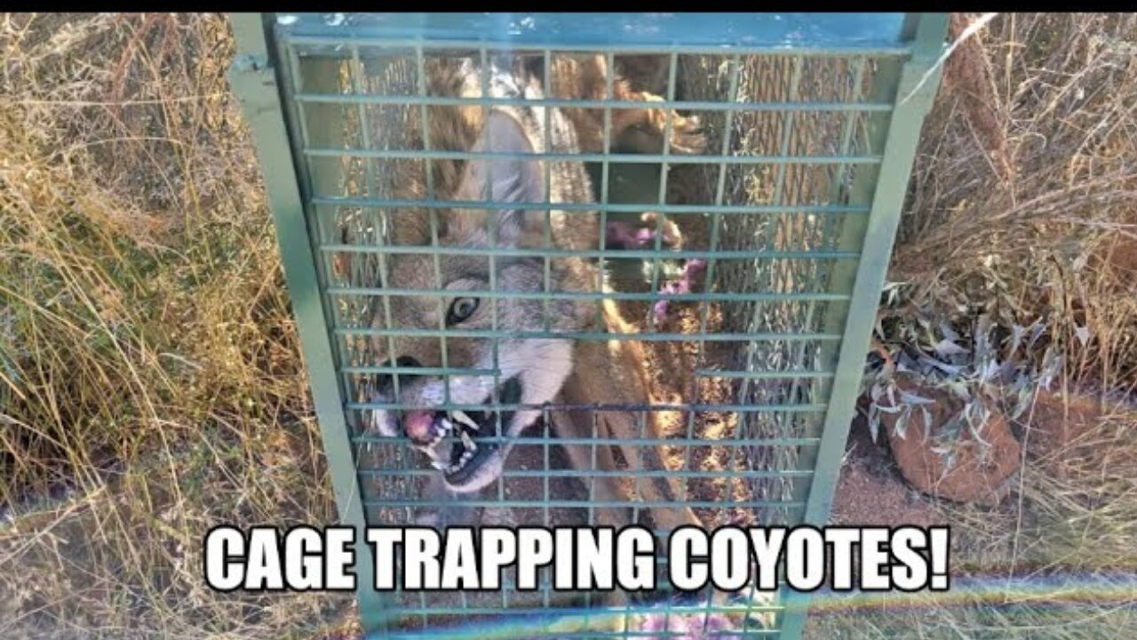 I caught a COYOTE in a CAGE TRAP!