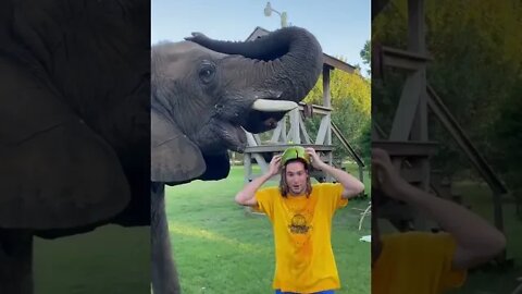 yt1s com ELEPHANT EATS MY HAT #SHORTS