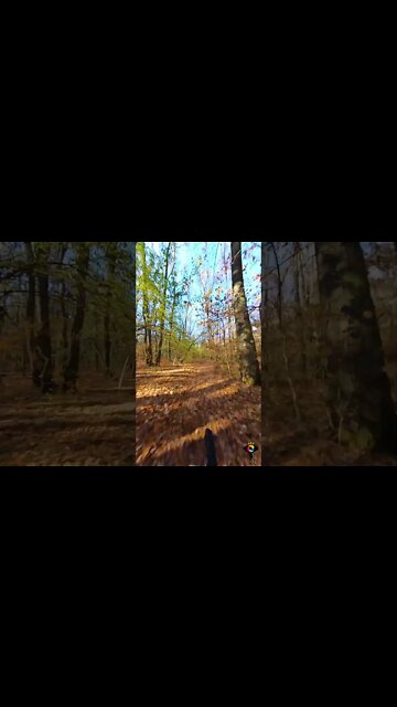 INSTA 360 X3 - Autumn bike ride - SUBSCRIBE - #shorts