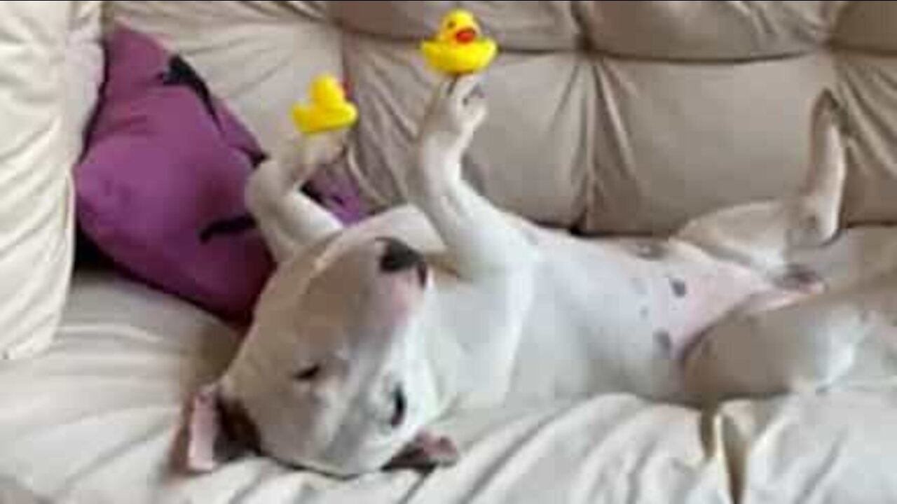 Un chien tient en équilibre des canetons en caoutchouc sur ses pattes