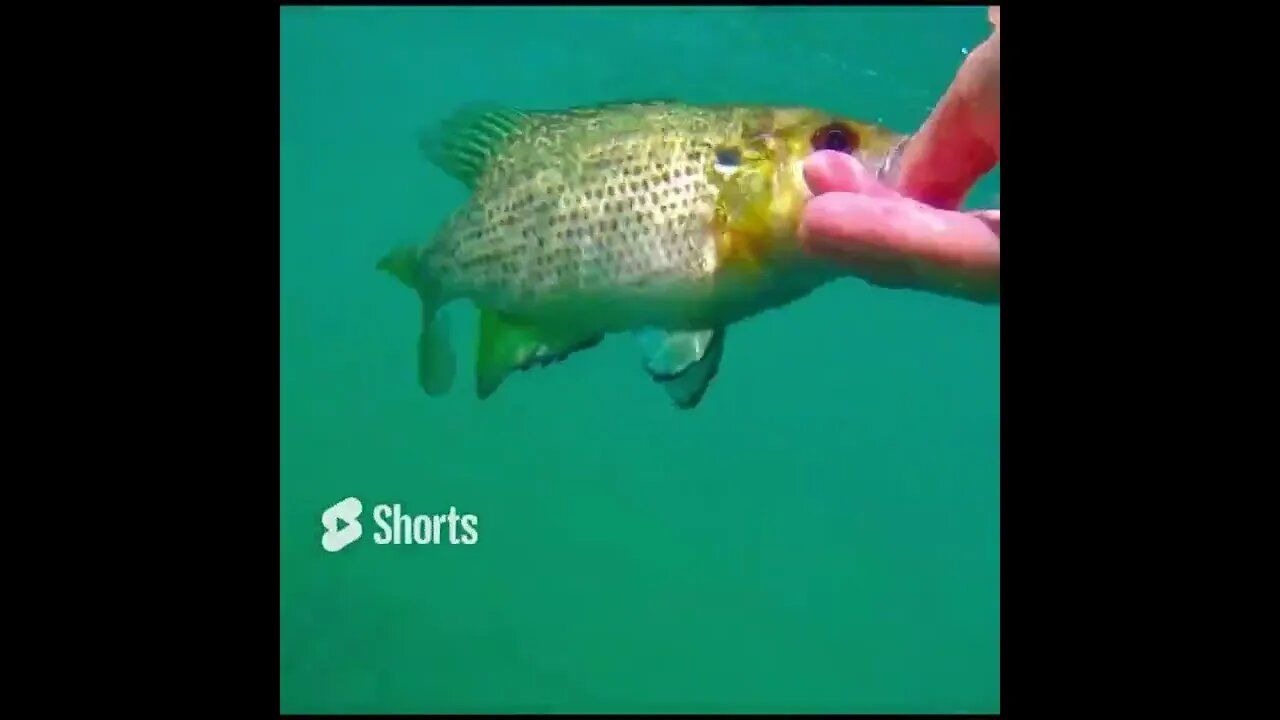 Rock Bass Release