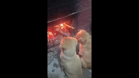 #cute#dogs#puppy#heart#love#