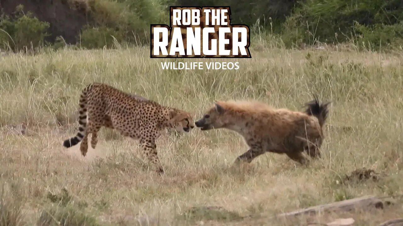 Hyena Steals From A Cheetah Family | Lalashe Maasai Mara Safari