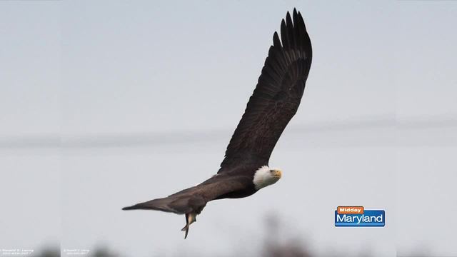 The Bald Eagles of Conowingo!